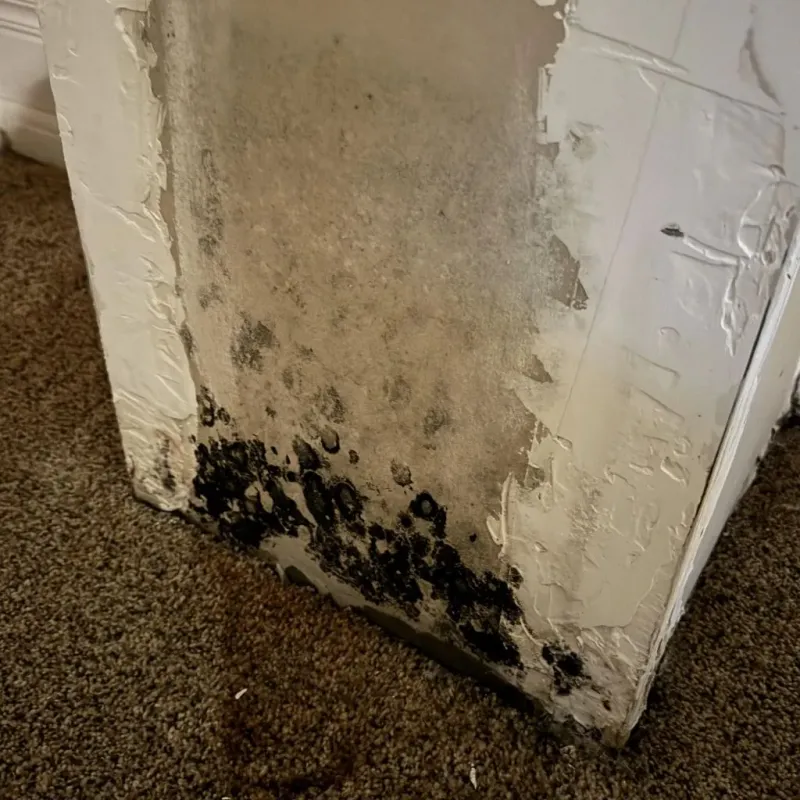 Professional Mold Removal in Ramsey, IL